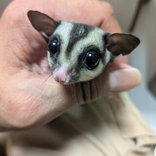 決まりました