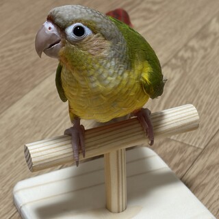 ウロコインコ