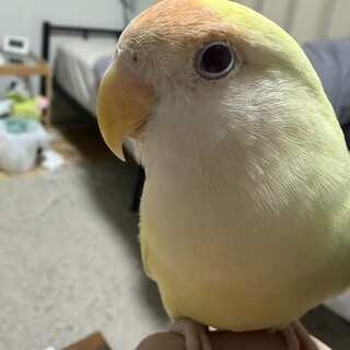 コザクラインコ生後8ヶ月、女の子