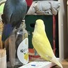 コザクラインコ生後8ヶ月、女の子 サムネイル2