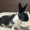 甘えてくれるミニウサギ サムネイル2