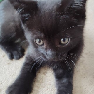 黒猫 ブラックスモークタビー 子猫