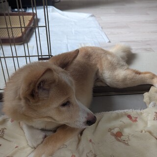可愛い子犬ちゃんです！
