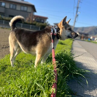 むちむちボディのラナちゃん