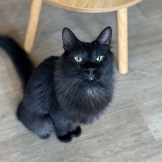 壮絶な多頭飼育崩壊からレスキューされたネロくん