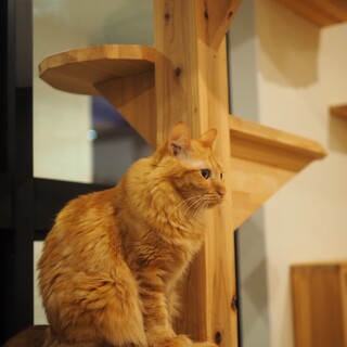 壮絶な多頭飼育崩壊からレスキューされたマローネ