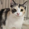 宇和島からやってた三毛姉妹ミラちゃん