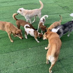 保護犬譲渡会