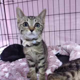 元気な４きょうだいジェニーくん