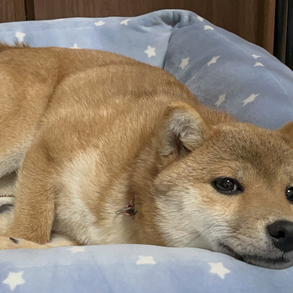 ほてとのカバー写真