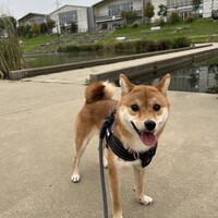 ほてと