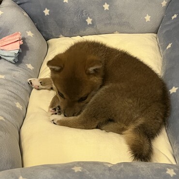 子犬の頃です、小さいですね、、、