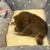 子犬の頃です、小さいですね、、、