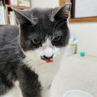 2025年8月生まれ おっとりななちゃん