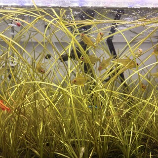 レモンテトラなど4種の熱帯魚