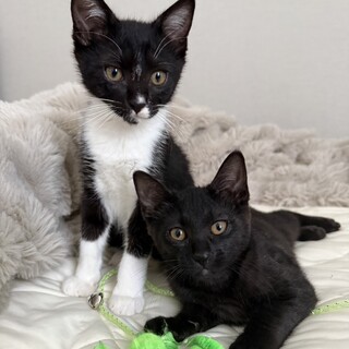【仲良し子猫兄弟】募集中です！