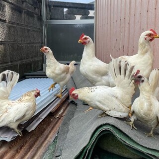 自然農の友として育ててきた、チャボ5羽もみじ3羽