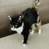 ボブテイルをフリフリ、三毛猫のみおり♡ サムネイル5
