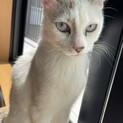 　ブルーのお目目がチャームポイントの白い猫ちゃん　