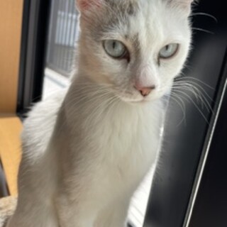 　ブルーのお目目がチャームポイントの白い猫ちゃん　