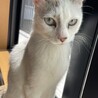 　ブルーのお目目がチャームポイントの白い猫ちゃん　 サムネイル1