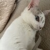 　ブルーのお目目がチャームポイントの白い猫ちゃん　 サムネイル2