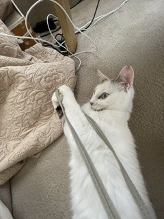 　ブルーのお目目がチャームポイントの白い猫ちゃん　 サムネイル3
