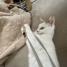 　ブルーのお目目がチャームポイントの白い猫ちゃん　 サムネイル3