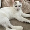 　ブルーのお目目がチャームポイントの白い猫ちゃん　 サムネイル4