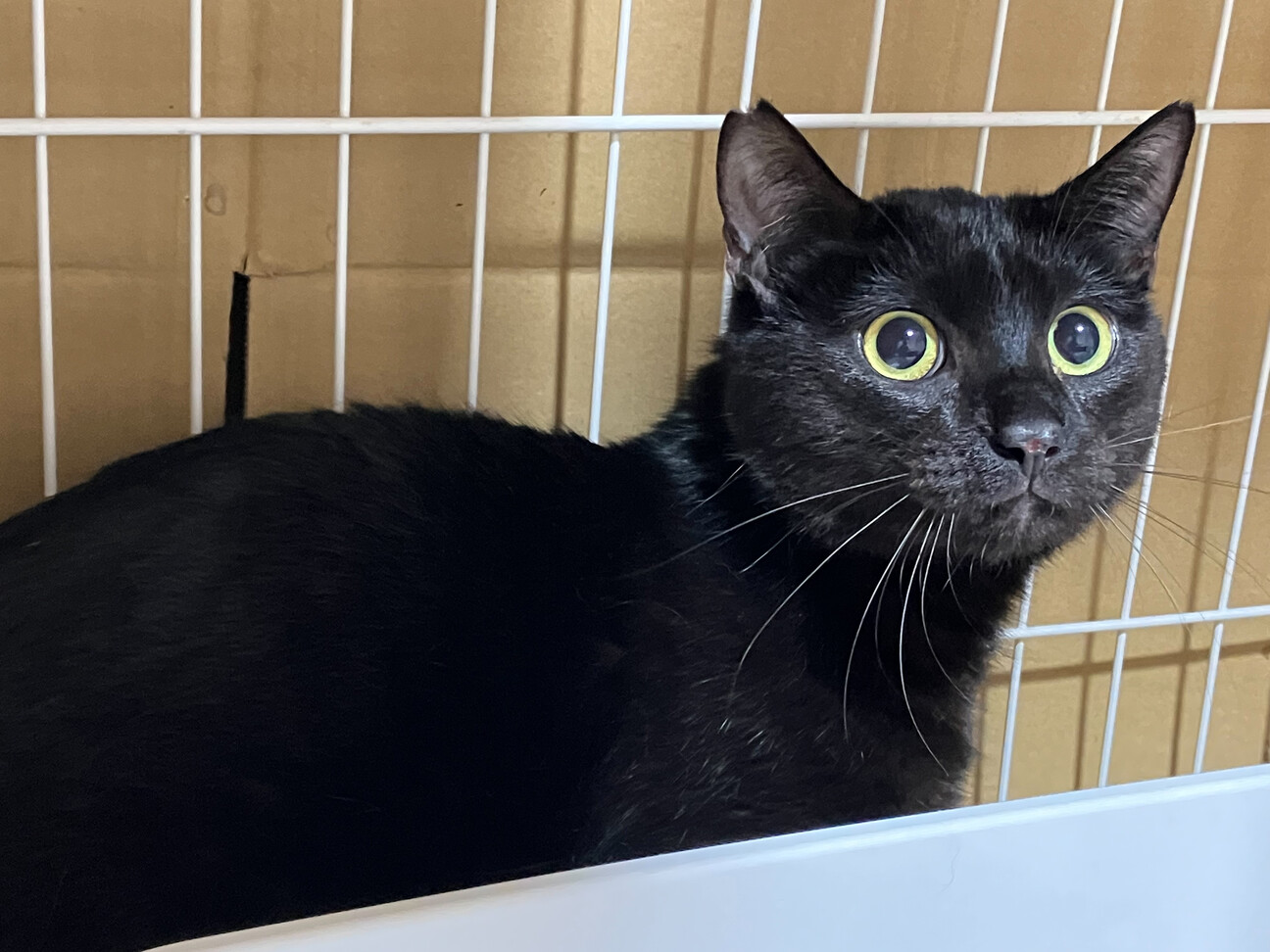 猫の里親募集「幸せの鍵しっぽ♪ひじきくん」（東京都 :: ペットの
