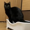 幸せの鍵しっぽ♪ひじきくん サムネイル3