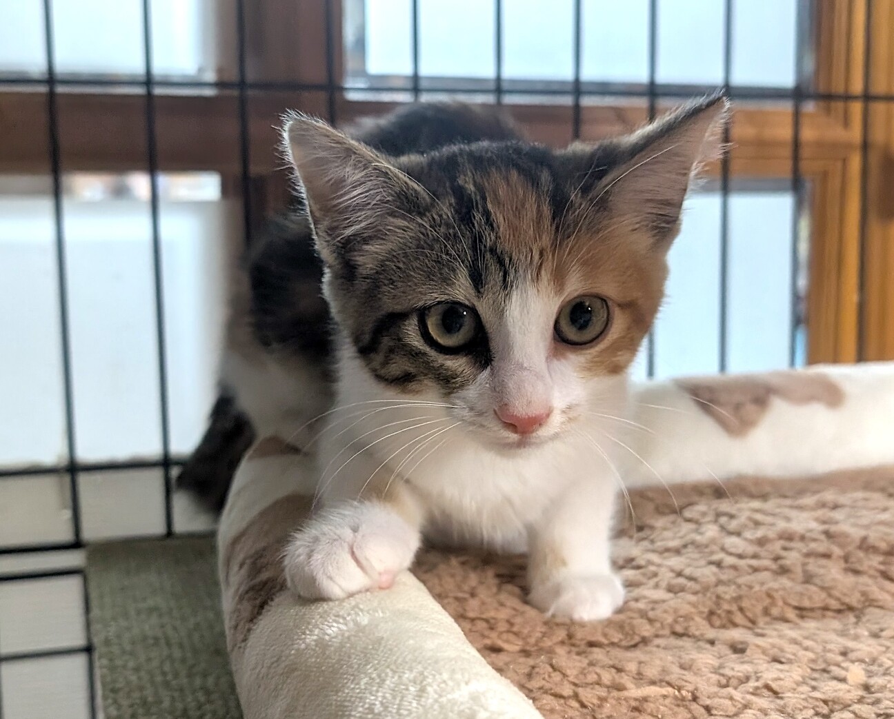 猫の里親募集「3ヶ月の兄妹♡すずちゃん」（東京都 :: ペットのおうち
