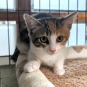 3ヶ月の兄妹♡すずちゃん
