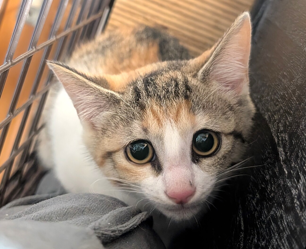 猫の里親募集「3ヶ月の兄妹♡ぎんちゃん」（東京都 :: ペットのおうち