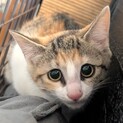 3ヶ月の兄妹♡ぎんちゃん