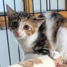 子猫4兄妹♡ごまちゃん サムネイル2