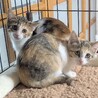 子猫4兄妹♡ごまちゃん サムネイル3
