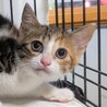 子猫4兄妹♡ごまちゃん サムネイル4