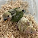コザクラインコ雛再募集となります