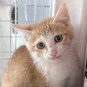 3ヶ月の兄妹♡うりくん