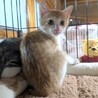 子猫4兄妹♡うりくん サムネイル2