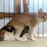 子猫4兄妹♡うりくん サムネイル3