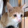 子猫4兄妹♡うりくん サムネイル5