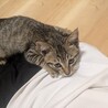 甘えん坊なキジトラの男の子！家族募集中！ サムネイル3