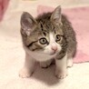 人懐っこい♡ひめちゃん サムネイル3