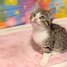 人懐っこい♡ひめちゃん サムネイル4
