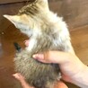少し恥ずかしがりやだけど元気いっぱいな【れてあ】♀ サムネイル2