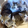 少し恥ずかしがりやだけど元気いっぱいな【れてあ】♀ サムネイル3