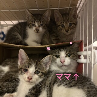 ♡美人ねこ♡推定５～6歳里親さん募集！