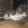 ♡美人ねこ♡推定５～6歳里親さん募集！ サムネイル2